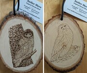 Short-eared Owl and Snowy Owl