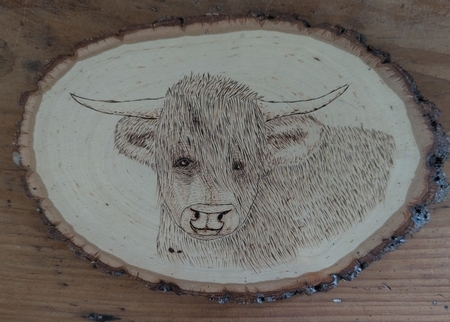 Highland Cow